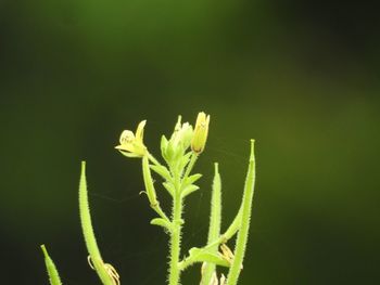 Close-up of plant growing outdoors