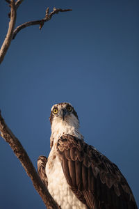 Osprey bird of prey pandion haliaetus sits in a dead tree over clam pass in naples, florida 