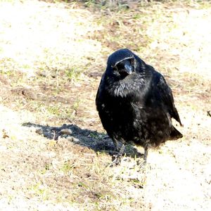 Close-up of bird on field