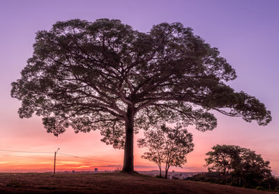 Silhouette tree on field against sky at sunset