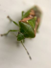 Close-up of insect on leaf