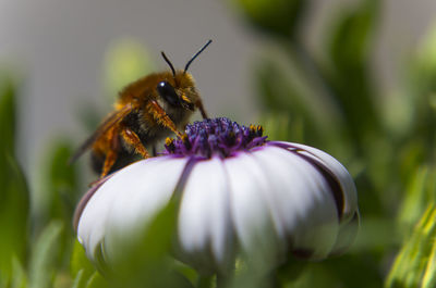 Close-up of bee pollinating flower