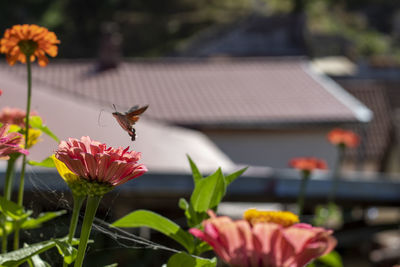 Close-up of butterfly pollinating on flower