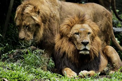 Close-up of sheep relaxing on grassland