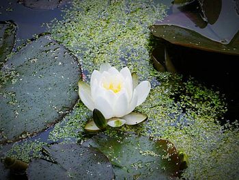 Close-up of lotus water lily in pond