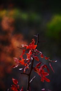 Close-up of red flower