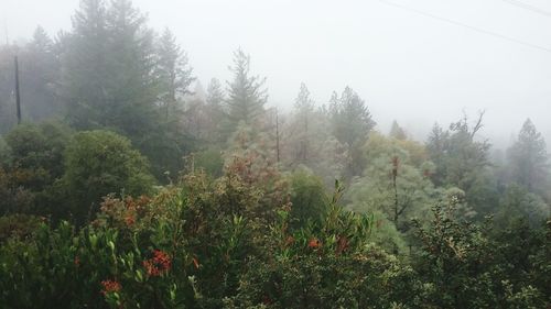 Trees in forest