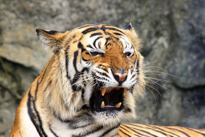 Close-up of a tiger