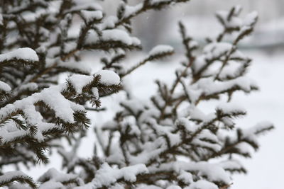 Close-up of frozen tree during winter