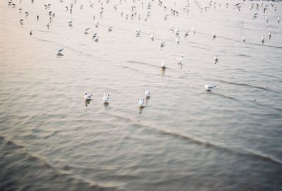 High angle view of seagulls swimming in sea