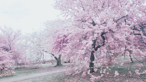 Pink cherry blossom tree against sky