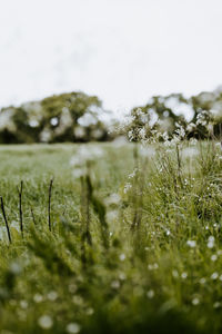 Surface level of grass on field against sky