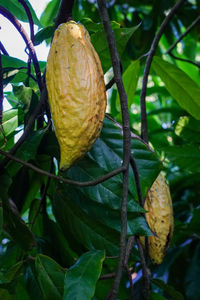 Close-up of fruit growing on tree
