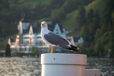 Close-up of bird perching on retaining wall