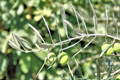 Close-up of green olives growing on tree