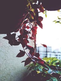 Close-up of red flowering plant against tree