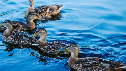 Duck swimming in lake