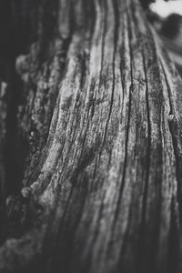 Close-up of tree trunk