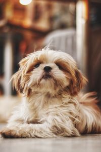 Close-up of a dog lying down