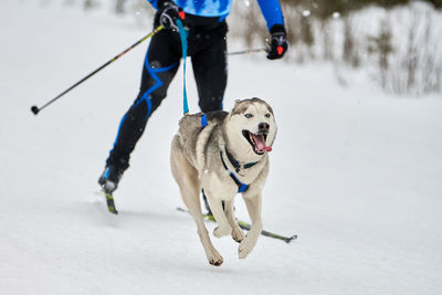 Skijoring dog racing. winter dog sport competition. siberian husky dog pulls skier. active skiing