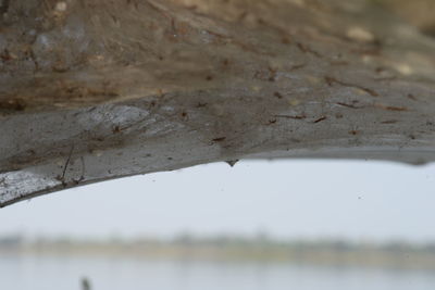 Close-up of water on leaf