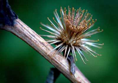 Close-up of flowers against blurred background