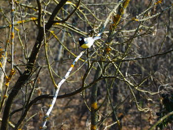 Bare branches against sky