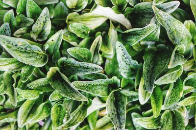 Full frame shot of vegetables