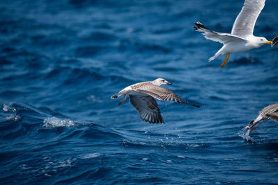 Seagulls flying over sea