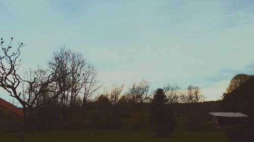 Bare trees against sky