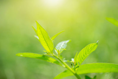 Closeup fresh green leaf with sunlight in the garden at summer season. natural green plants 