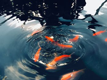 High angle view of koi carps swimming in pond