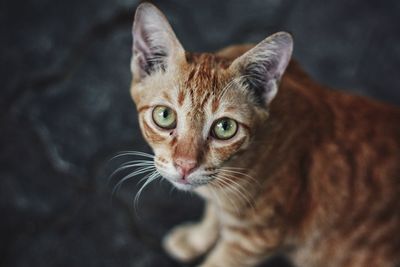 Close-up portrait of ginger cat