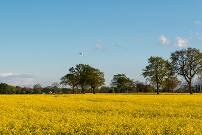 Scenic view of oilseed rape field against sky