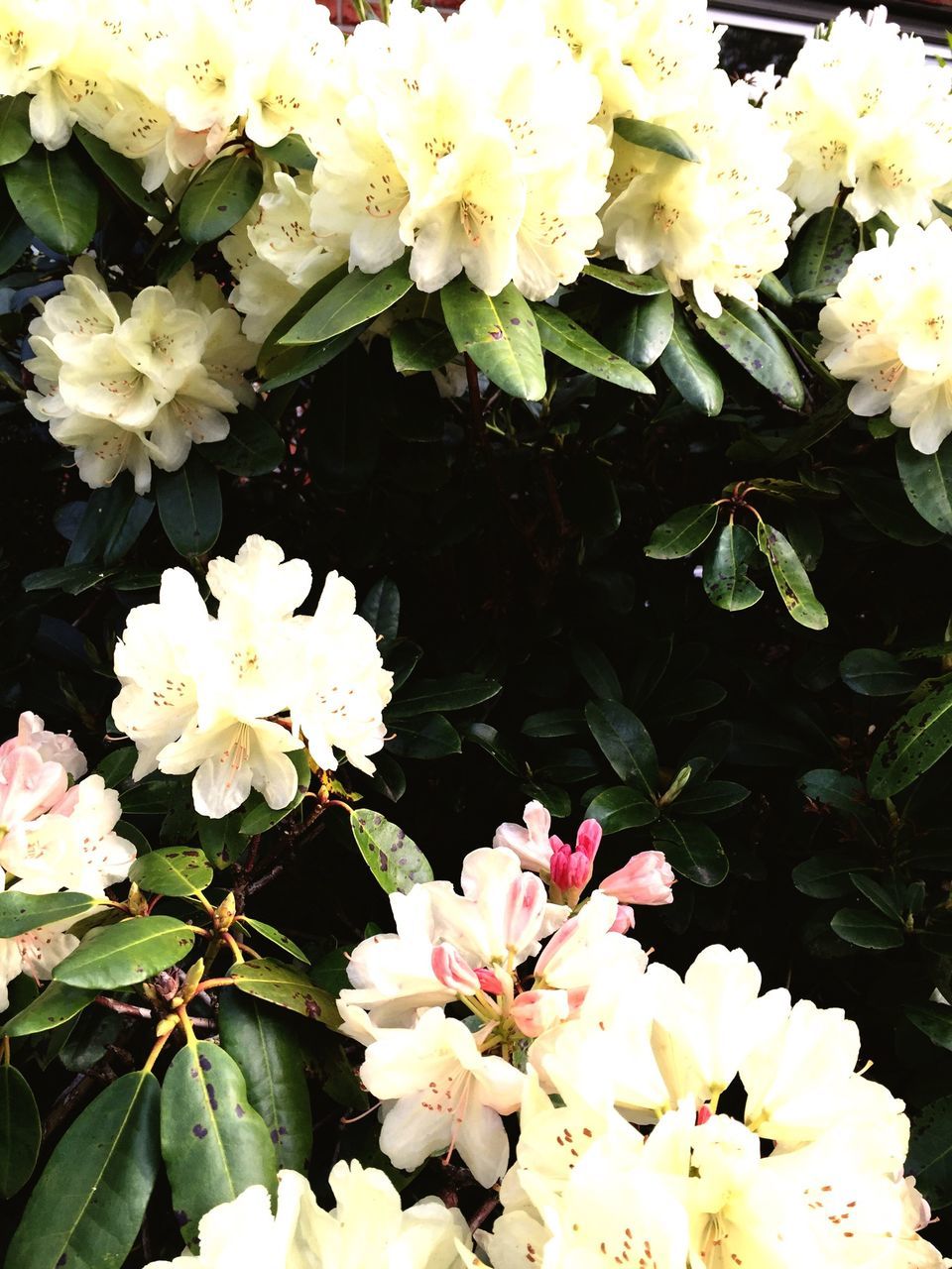 flower, freshness, petal, fragility, flower head, growth, beauty in nature, white color, blooming, nature, yellow, high angle view, plant, blossom, close-up, in bloom, pollen, park - man made space, leaf, outdoors