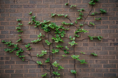 High angle view of leaves on wall