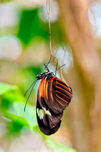 Close-up of butterfly on leaf