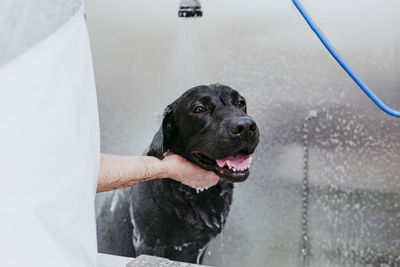 Dog looking away in water