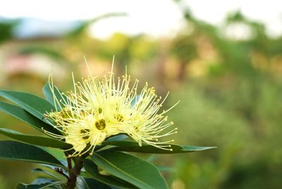 Close-up of white flower plant