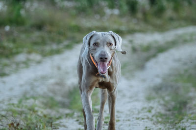 Portrait of dog outdoors