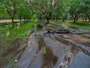 Stream along trees in forest