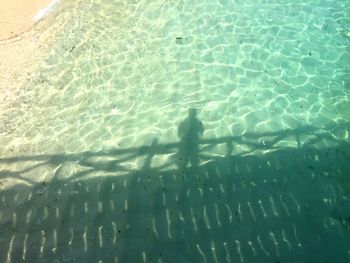 High angle view of fishes swimming in sea