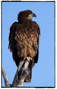 Low angle view of owl perching on branch