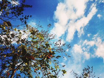 Low angle view of flowering tree against blue sky