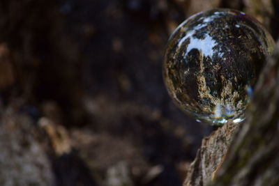 Close-up of blurred background