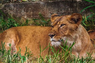 Portrait of a big cat