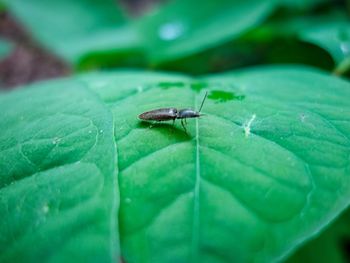 Close-up of grasshopper on leaf