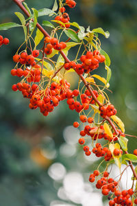 Close-up of red berries on tree