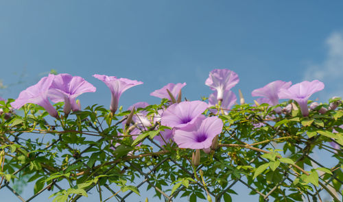 Close-up of pink flowering plant against sky