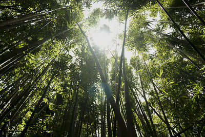 Low angle view of tree